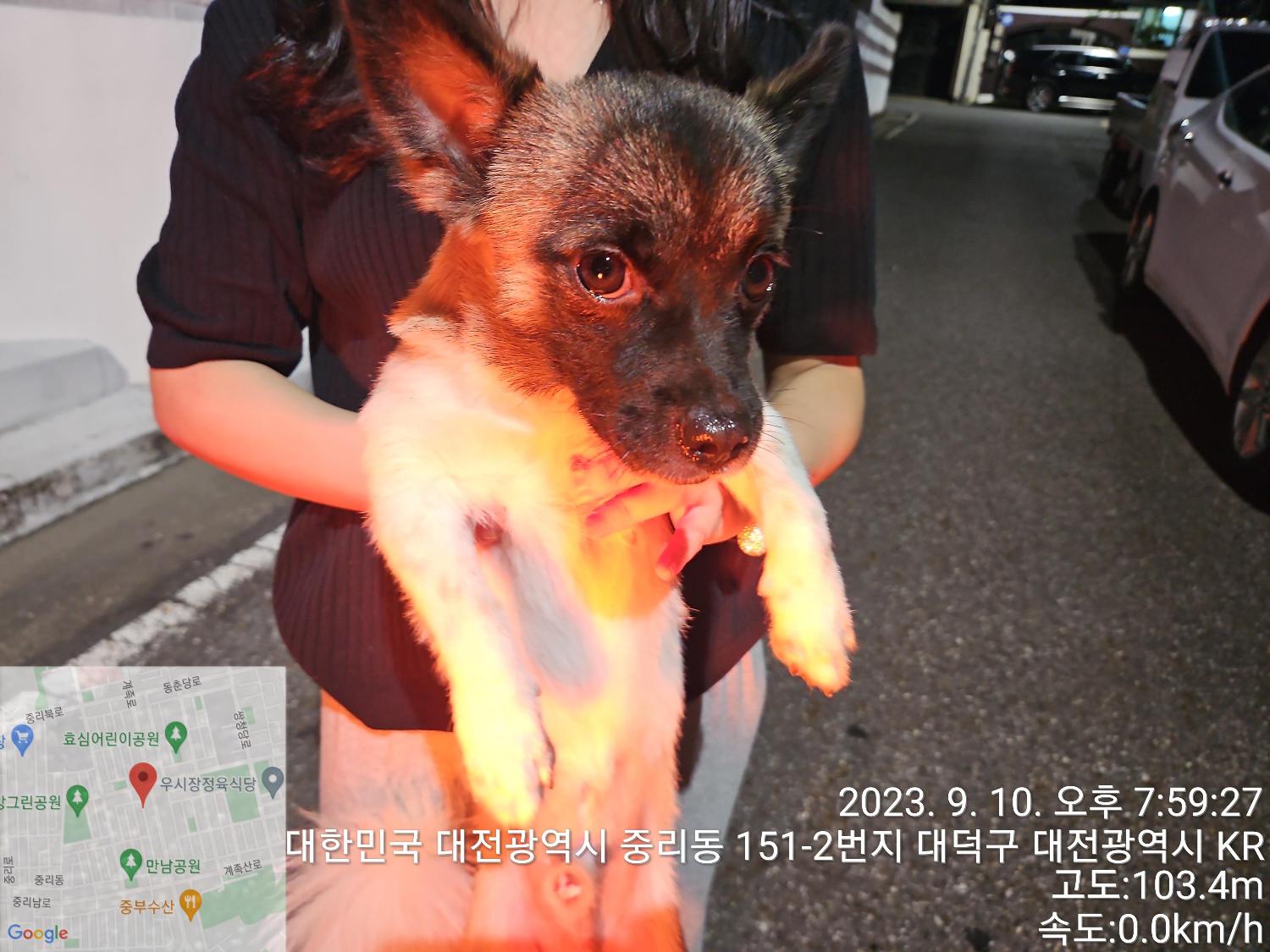 대전동물보호센터_430368202300428