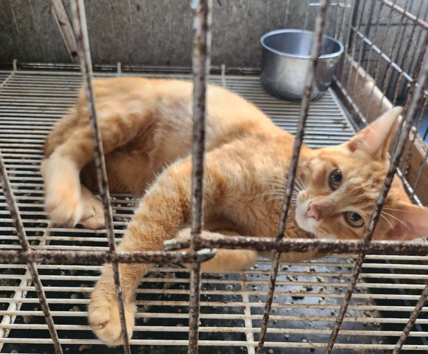 울산유기동물보호센터_431373202300992