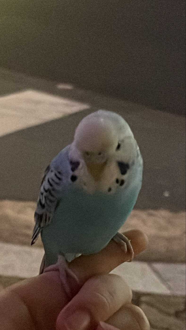 울산유기동물보호센터_431370202300894