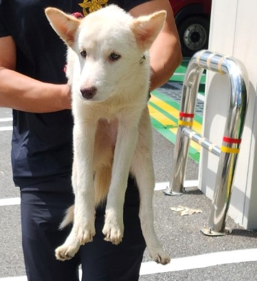 울산유기동물보호센터_431369202300640