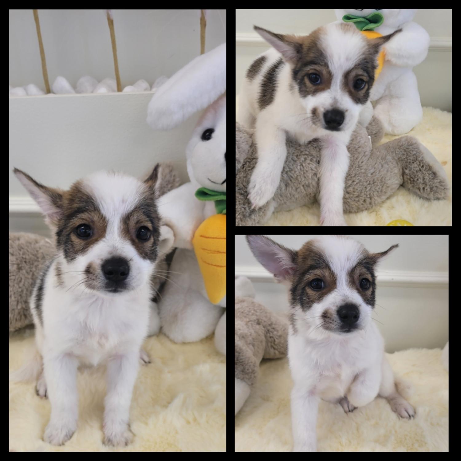 경주동물사랑보호센터_447505202300860