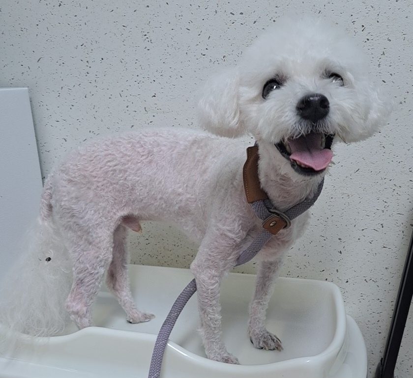 수원시 동물보호센터_441374202300949