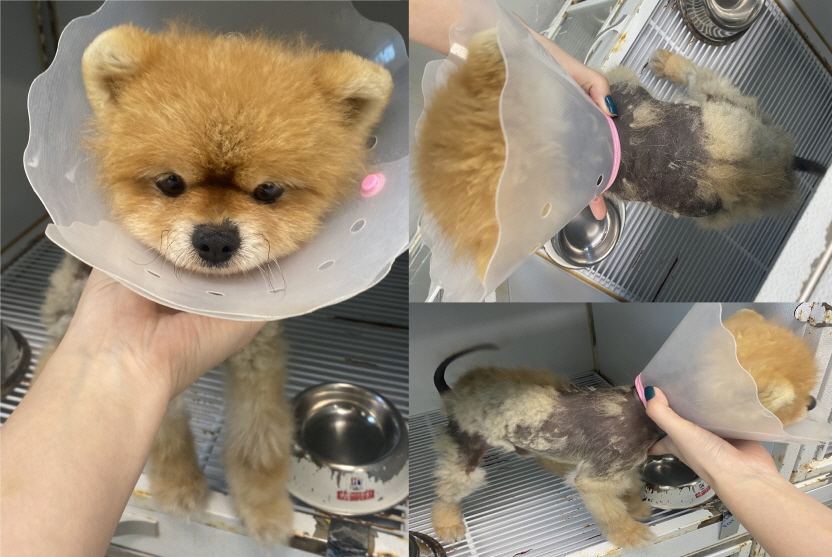 서산시 동물보호센터_444453202300755