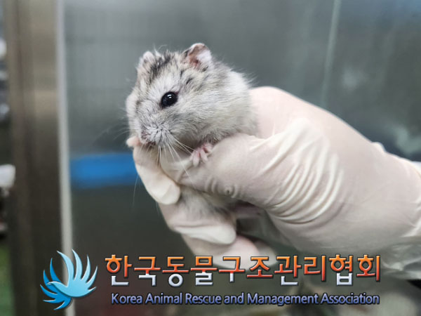종료(입양) 햄스터…