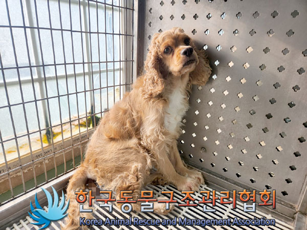 한국동물구조관리협회_411304202300572