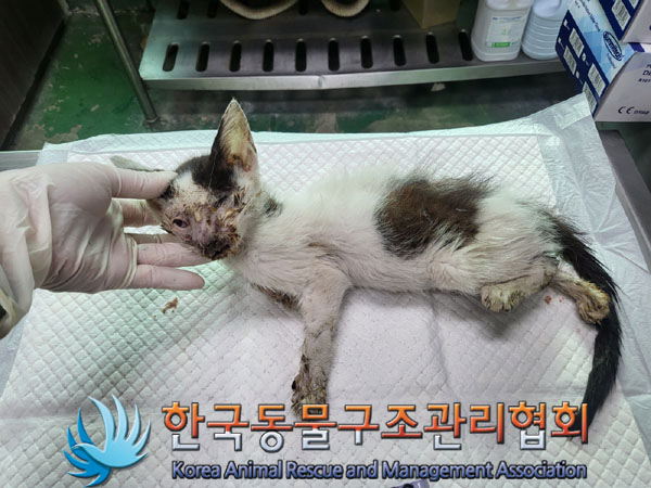 한국동물구조관리협회_441560202301051