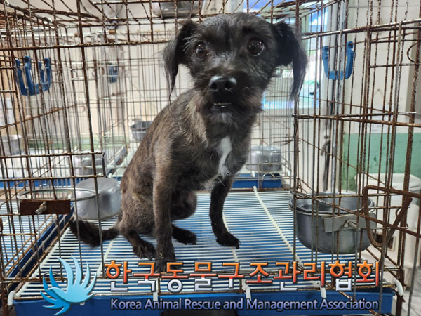 종료(반환) 믹스견…