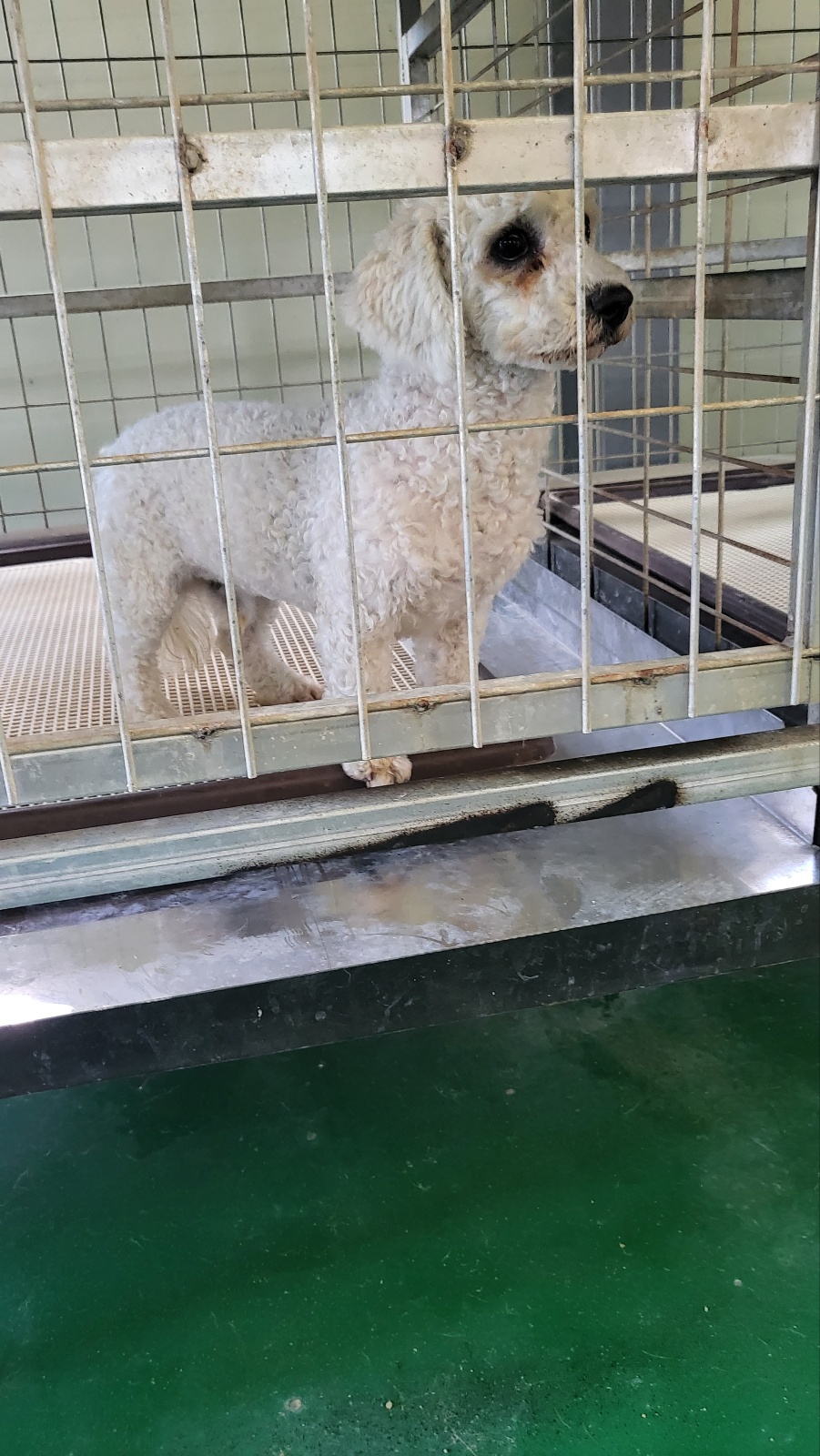 거창유기동물보호센터_448547202300818