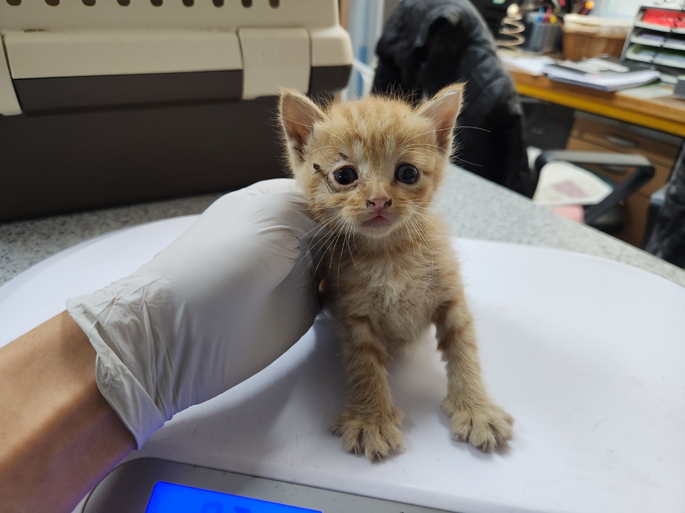 광주 동물보호소_429362202300771