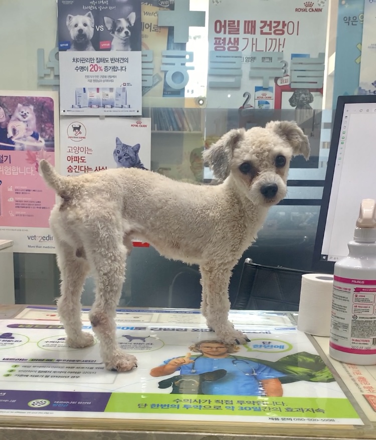 늘푸른동물병원_428354202301126