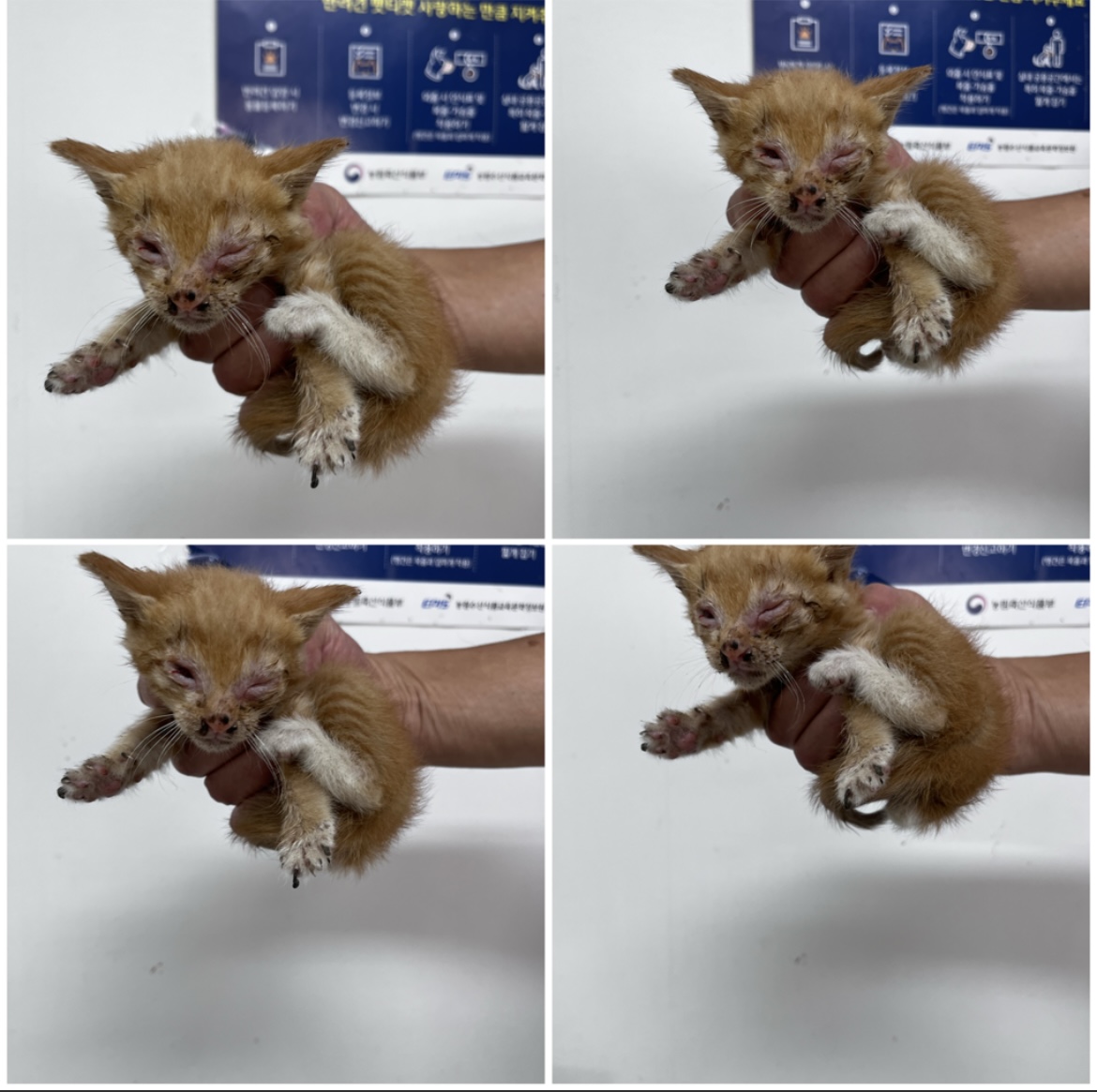 천안시유기동물보호소_444449202301964