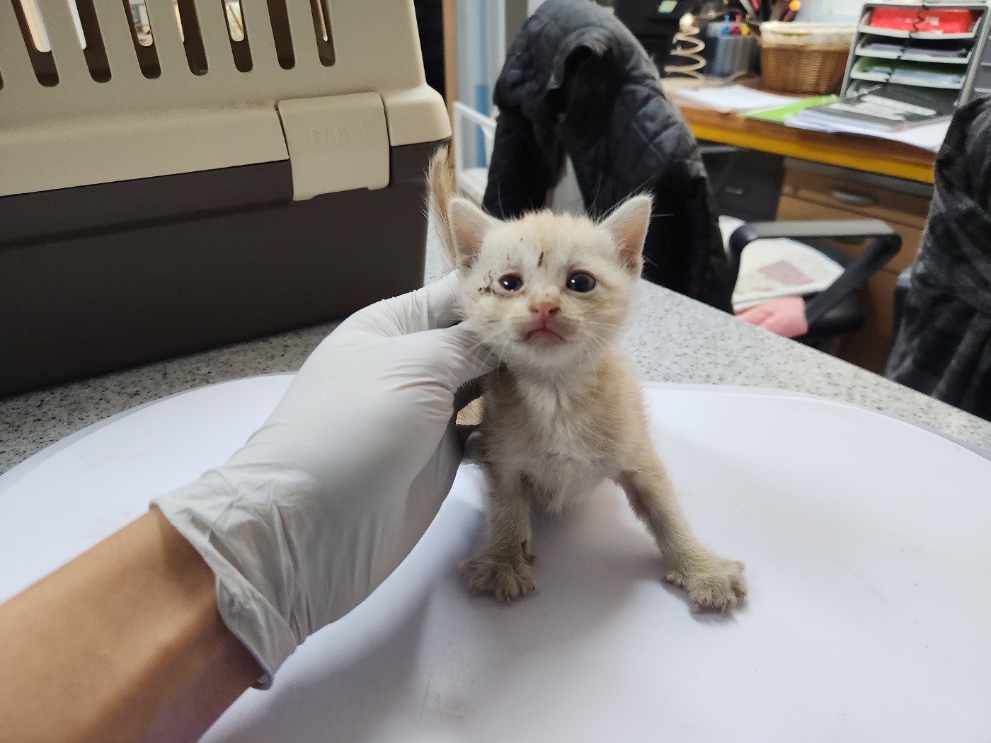 광주 동물보호소_429362202300772