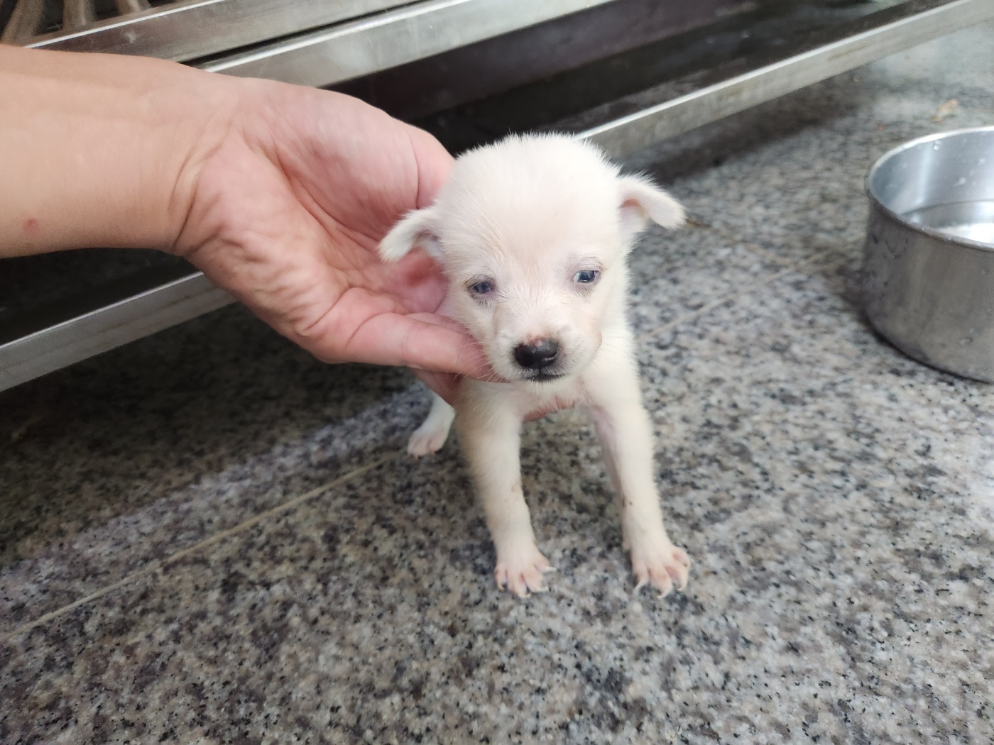 광주 동물보호소_429363202300886