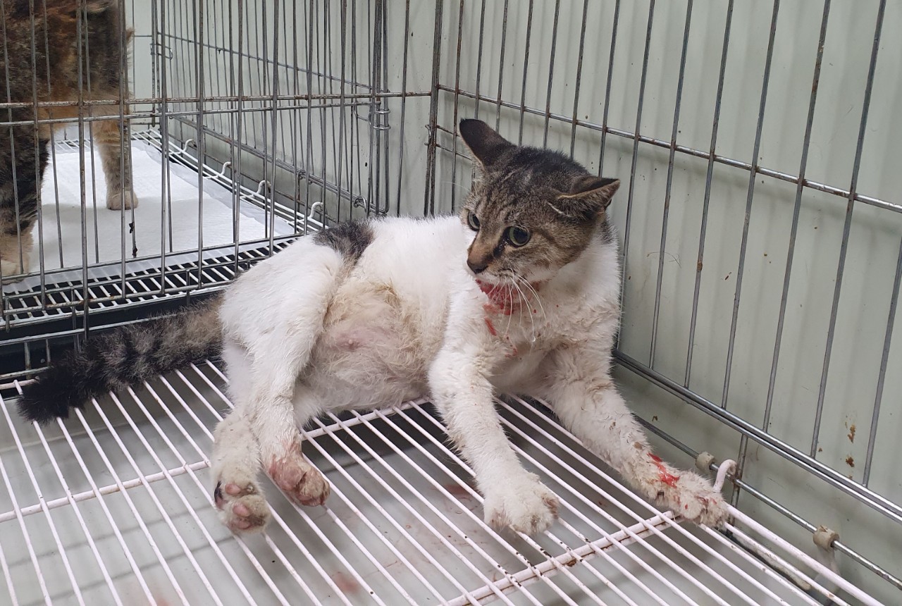 남양주시동물보호센터_441399202302284