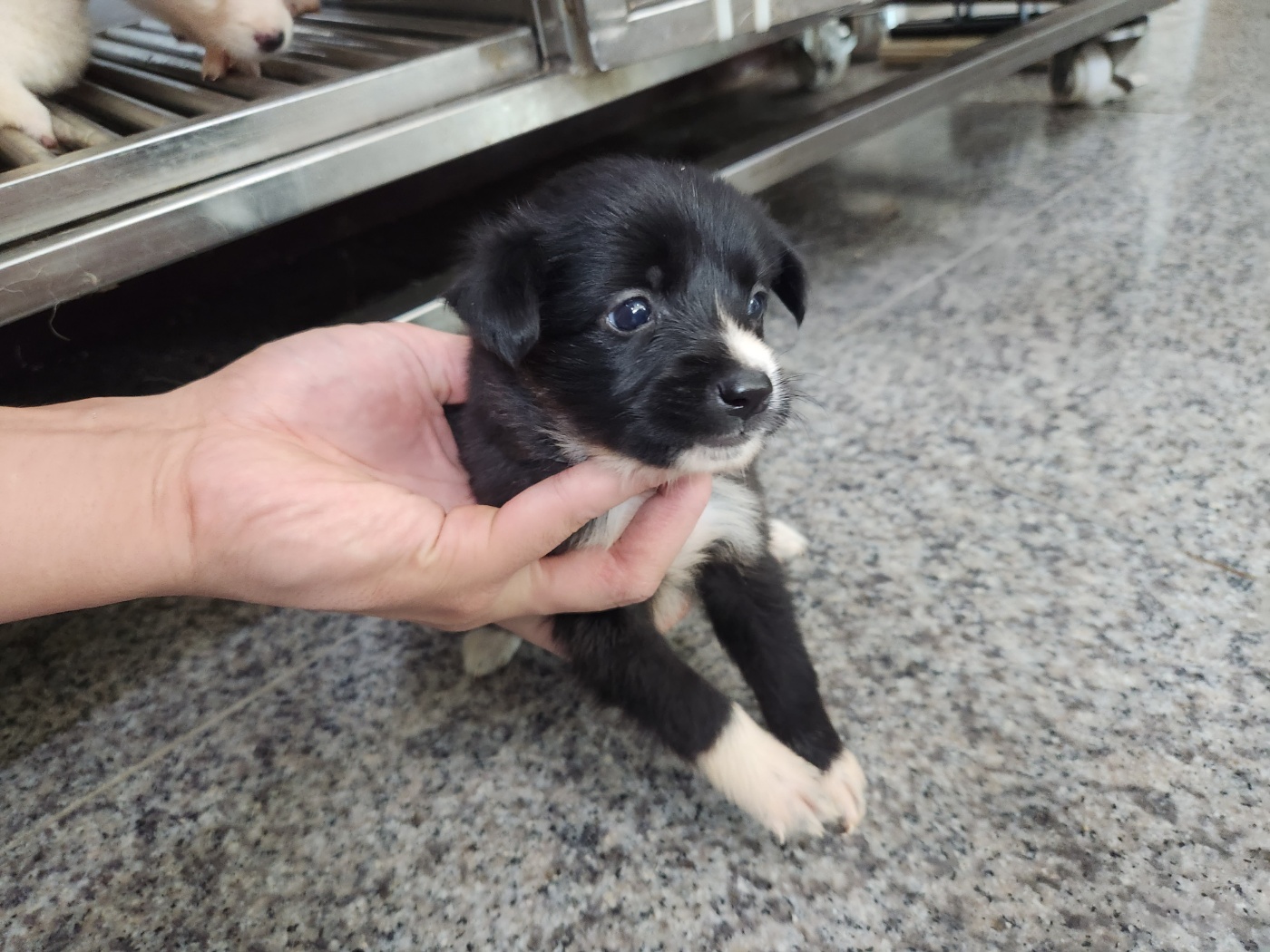 광주 동물보호소_429363202300884