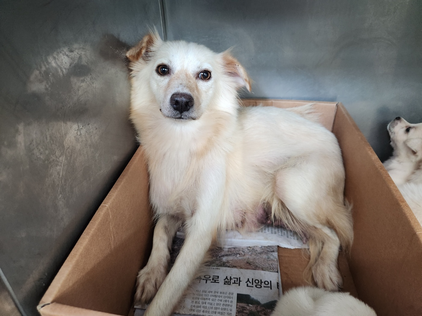광주 동물보호소_429363202300881