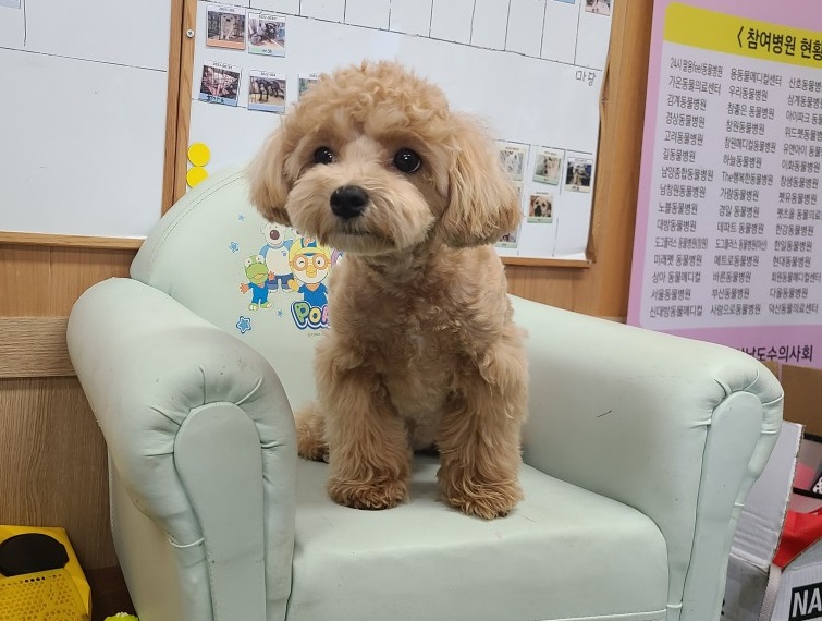진해유기동물보호소_448532202300556