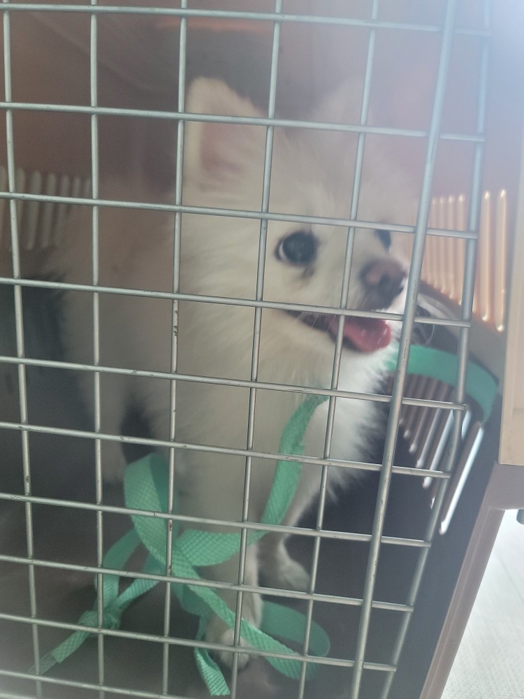 보호중 포메라니안의…