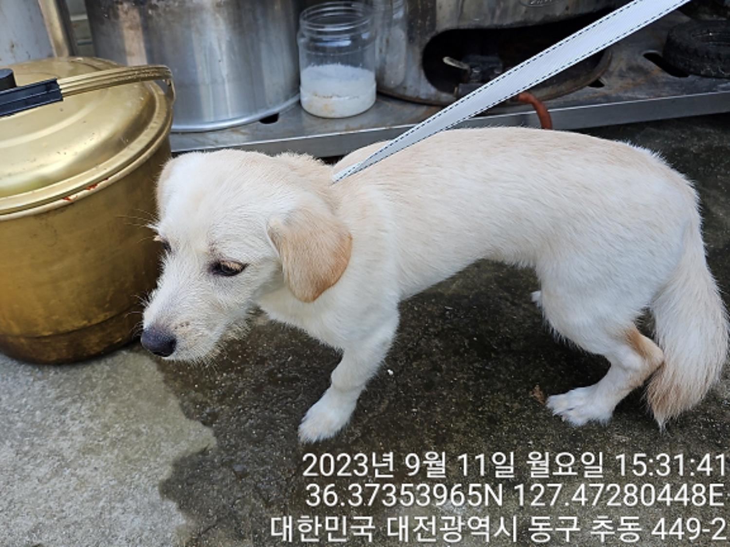 대전동물보호센터_430364202300307
