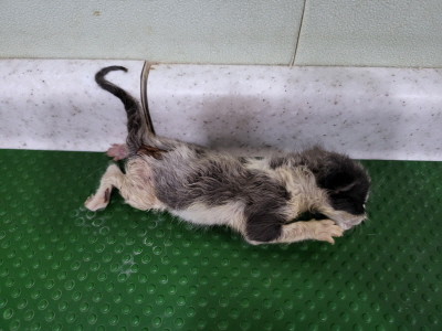 보호중 믹스묘의 가…