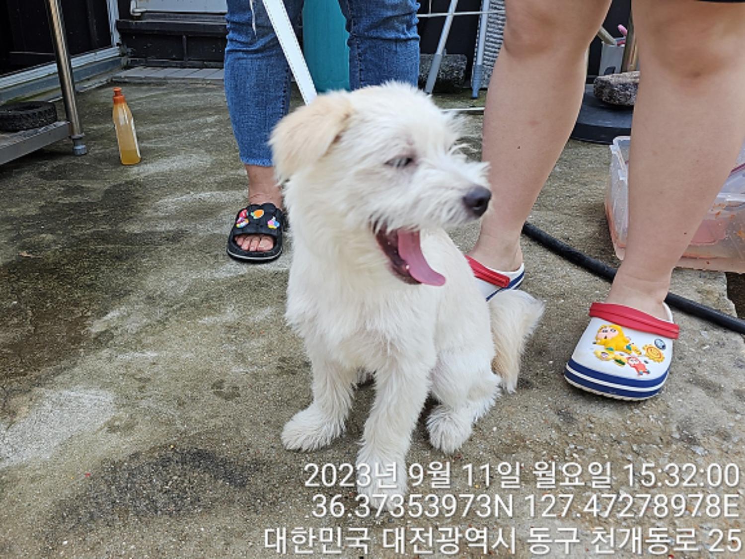대전동물보호센터_430364202300306