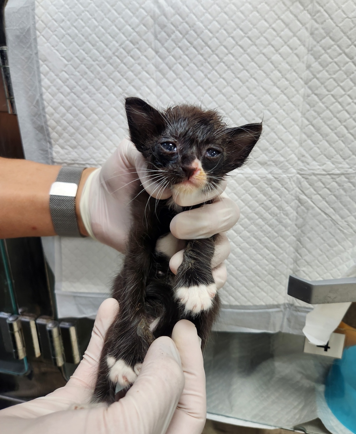 반려동물보호센터_443571202302161