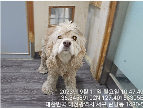 대전동물보호센터_430366202300529