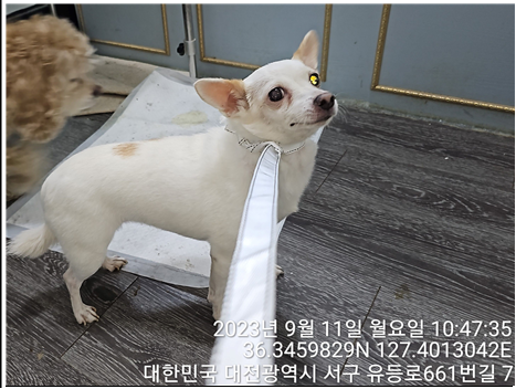 대전동물보호센터_430366202300530