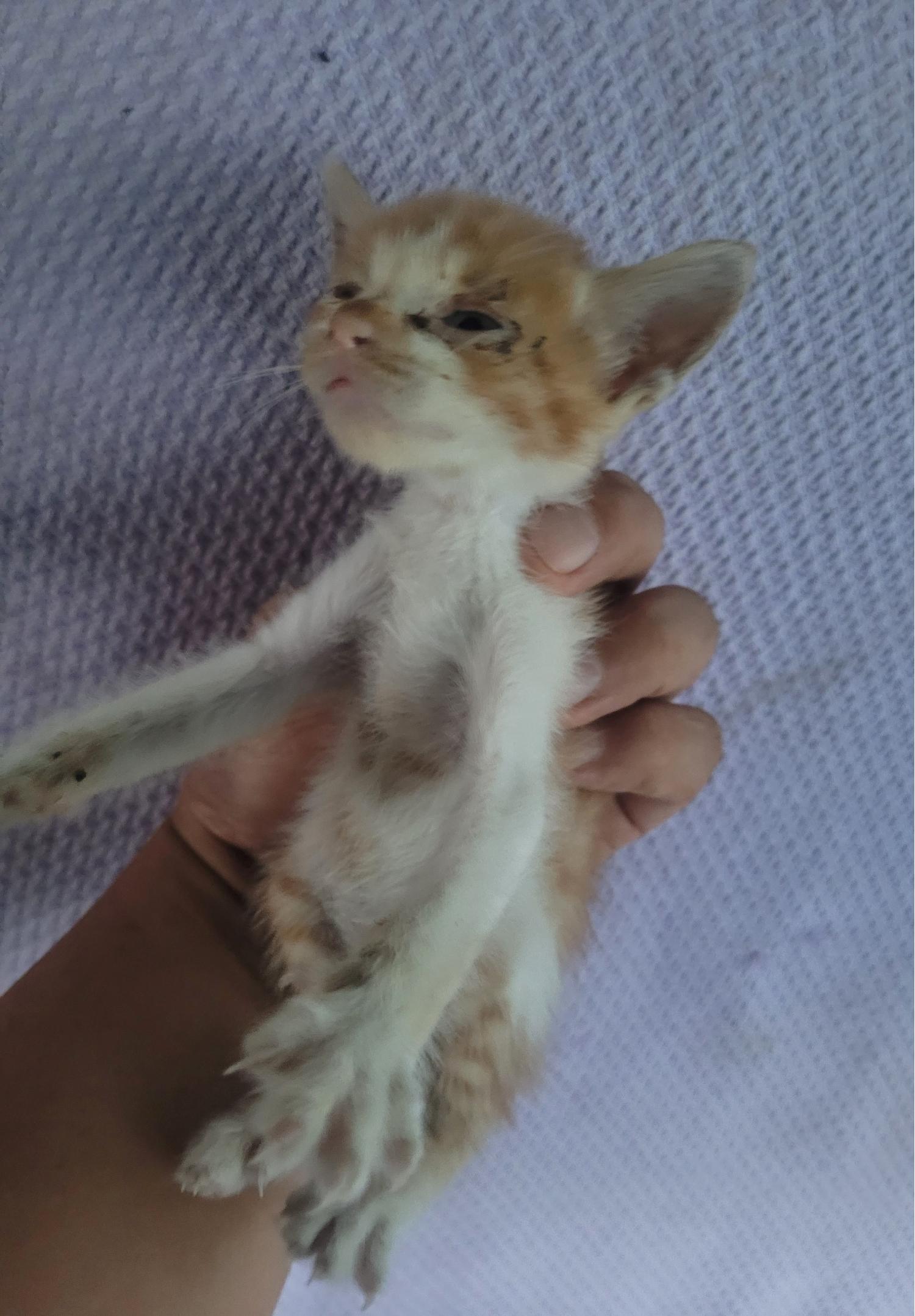 창녕 유기동물보호소_448541202301293