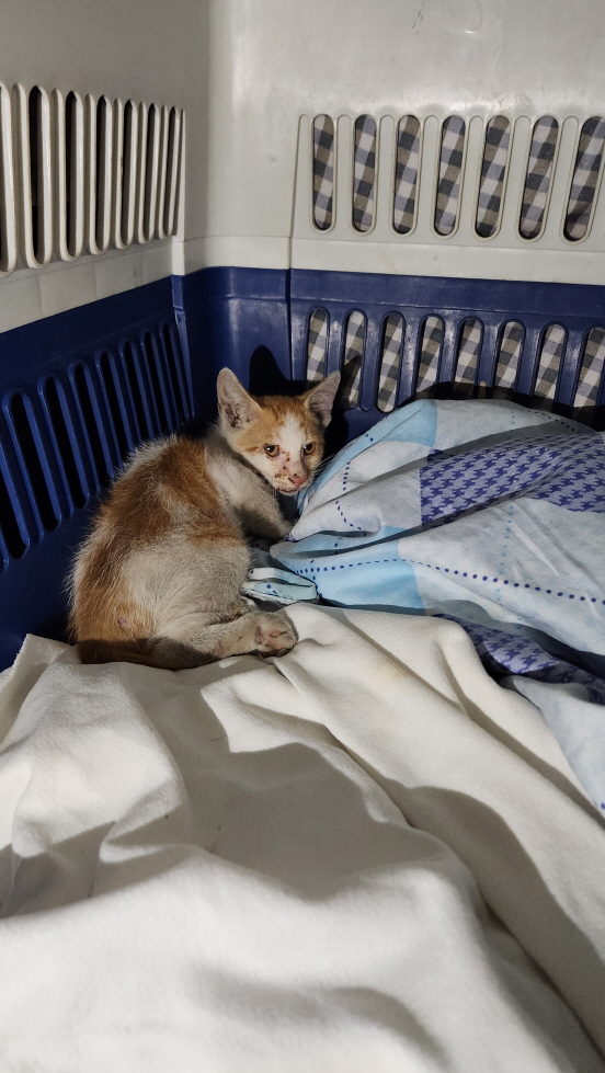 보호중 한국 고양이…