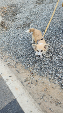 익산유기동물보호소_445468202301748