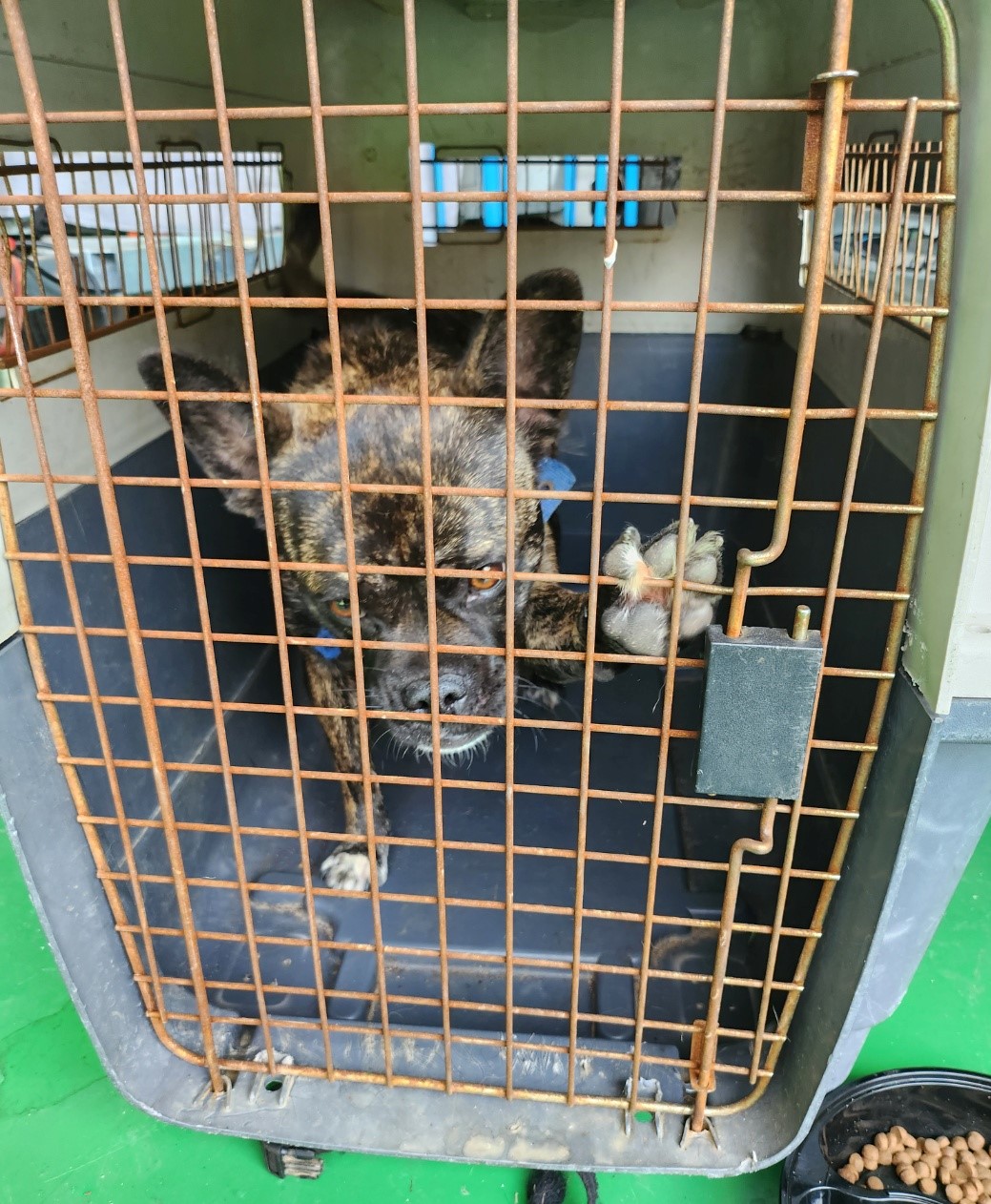 울산유기동물보호센터_431373202300998