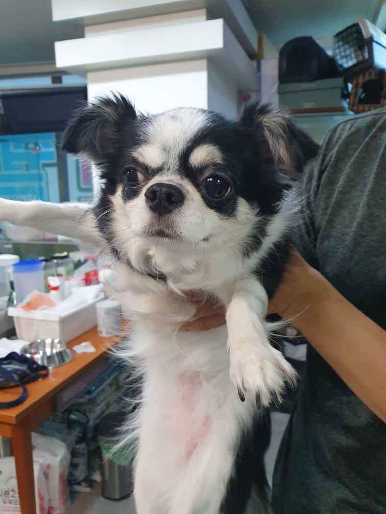종료(반환) 치와와…