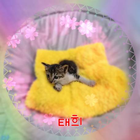군산유기동물보호센터_445467202301851