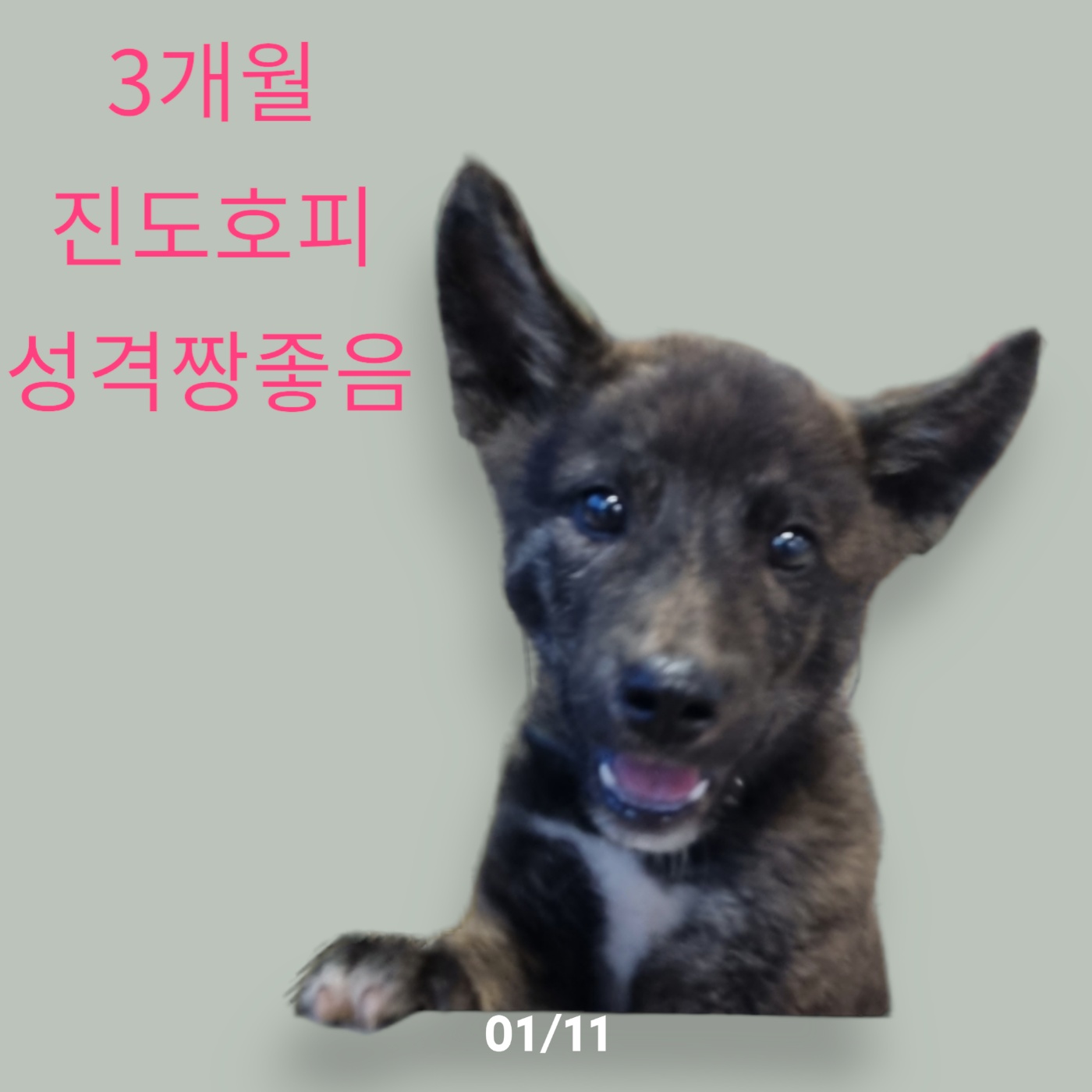 성주유기동물보호센터_447521202300313