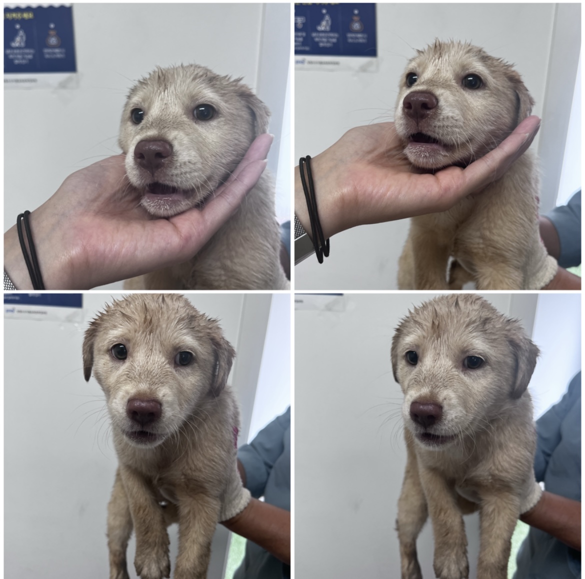 천안시유기동물보호소_444449202301995