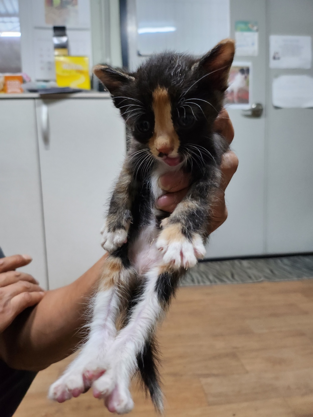 평택시유기동물보호소_441391202302093