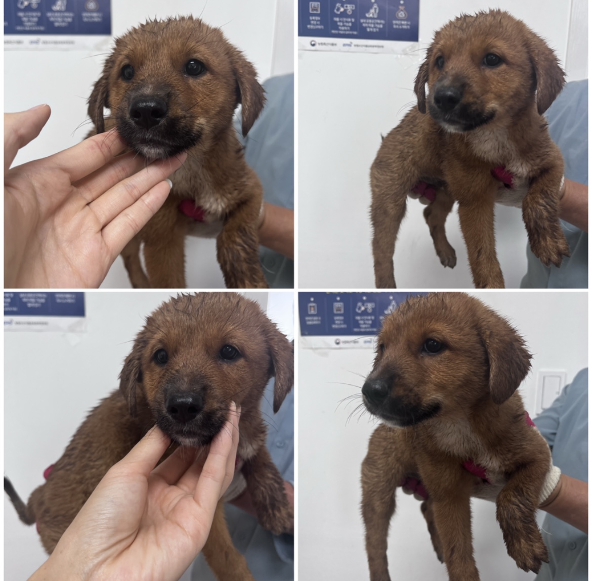 천안시유기동물보호소_444449202301993
