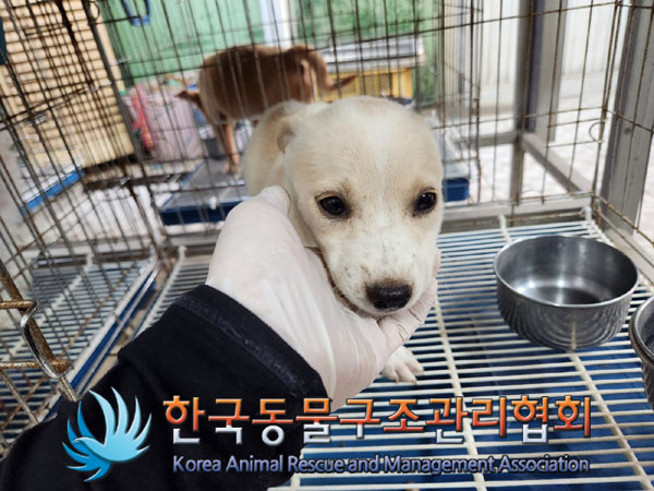 한국동물구조관리협회_441559202300901