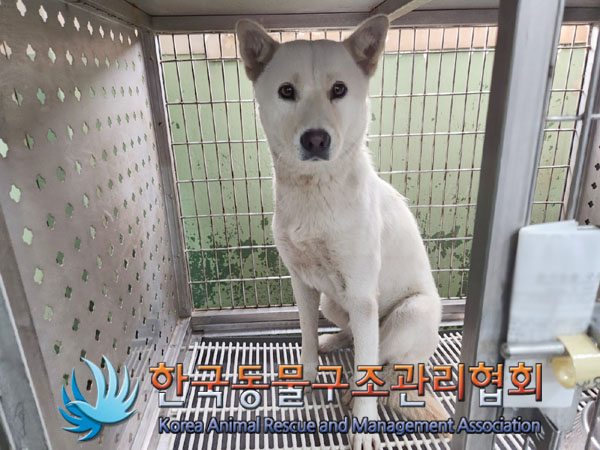 종료(안락사) 믹스…