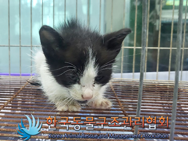 한국동물구조관리협회_411309202300366