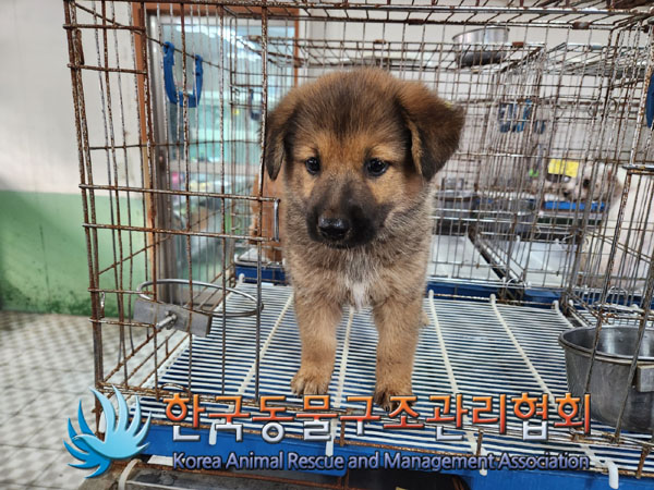 한국동물구조관리협회_441409202301406