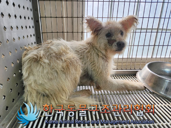 한국동물구조관리협회_441409202301408