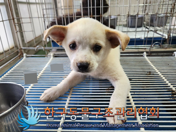 한국동물구조관리협회_441559202300899