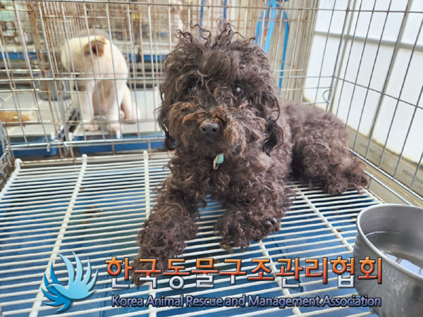 종료(자연사) 푸들…