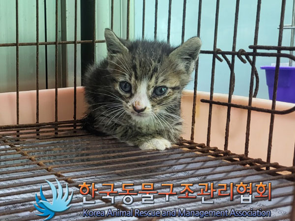 종료(입양) 한국 …