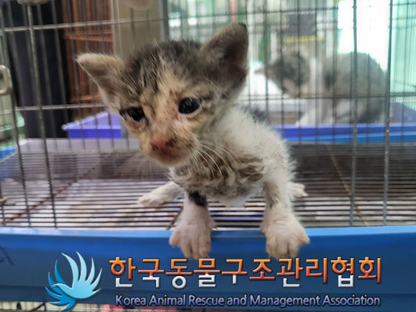 한국동물구조관리협회_441559202300906