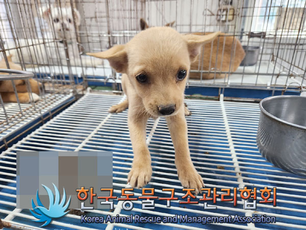한국동물구조관리협회_441559202300897