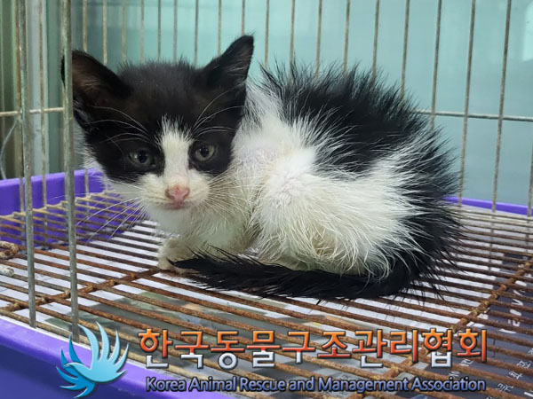한국동물구조관리협회_411309202300365