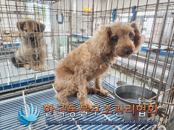 한국동물구조관리협회_411316202300636